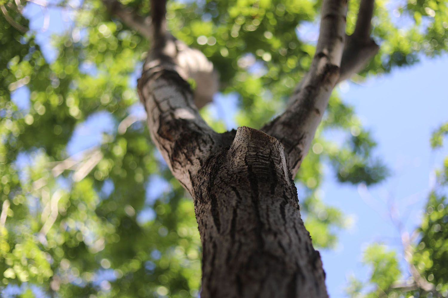 Tree Branch in the courtyard Tree Branch in the courtyard