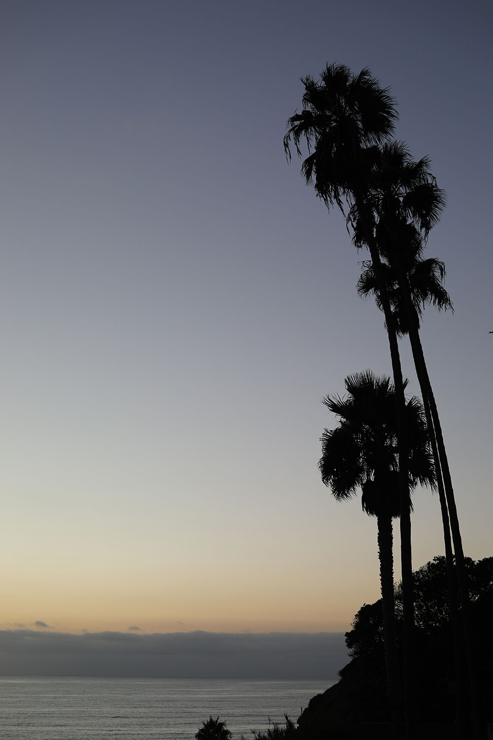 Nathan's picture of Palm Trees along the California Coast Nathan's picture of Palm Trees along the California Coast