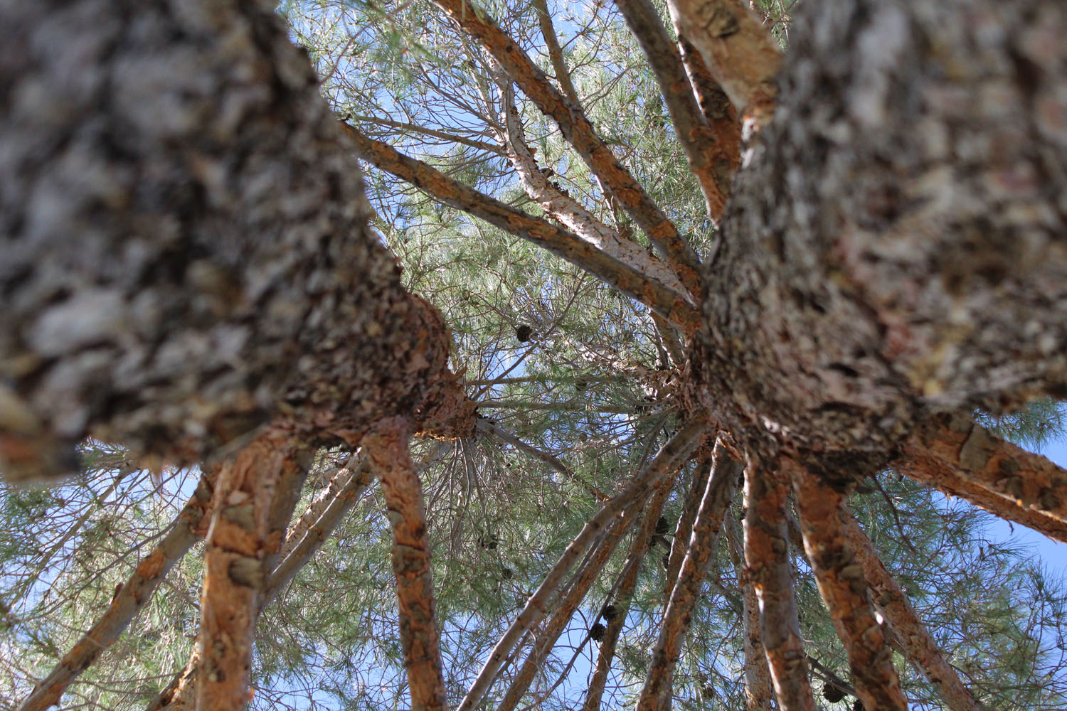 Two trees reaching for the sky