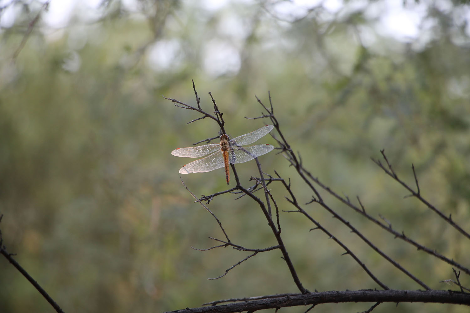 Horsefly on a branch Horsefly on a branch