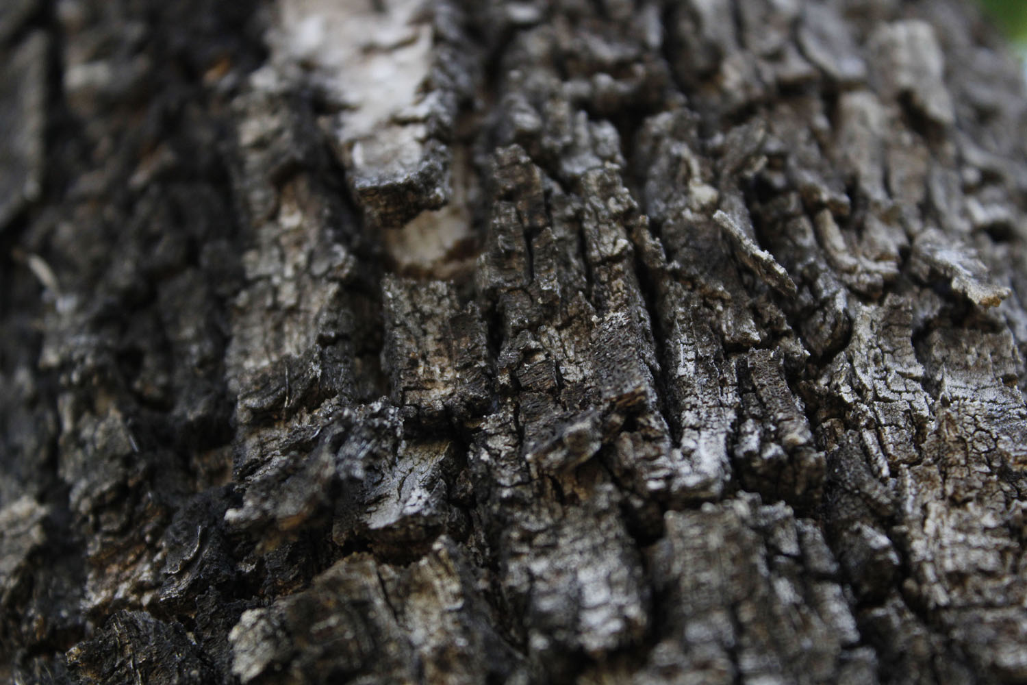 Tree Bark Tree Bark