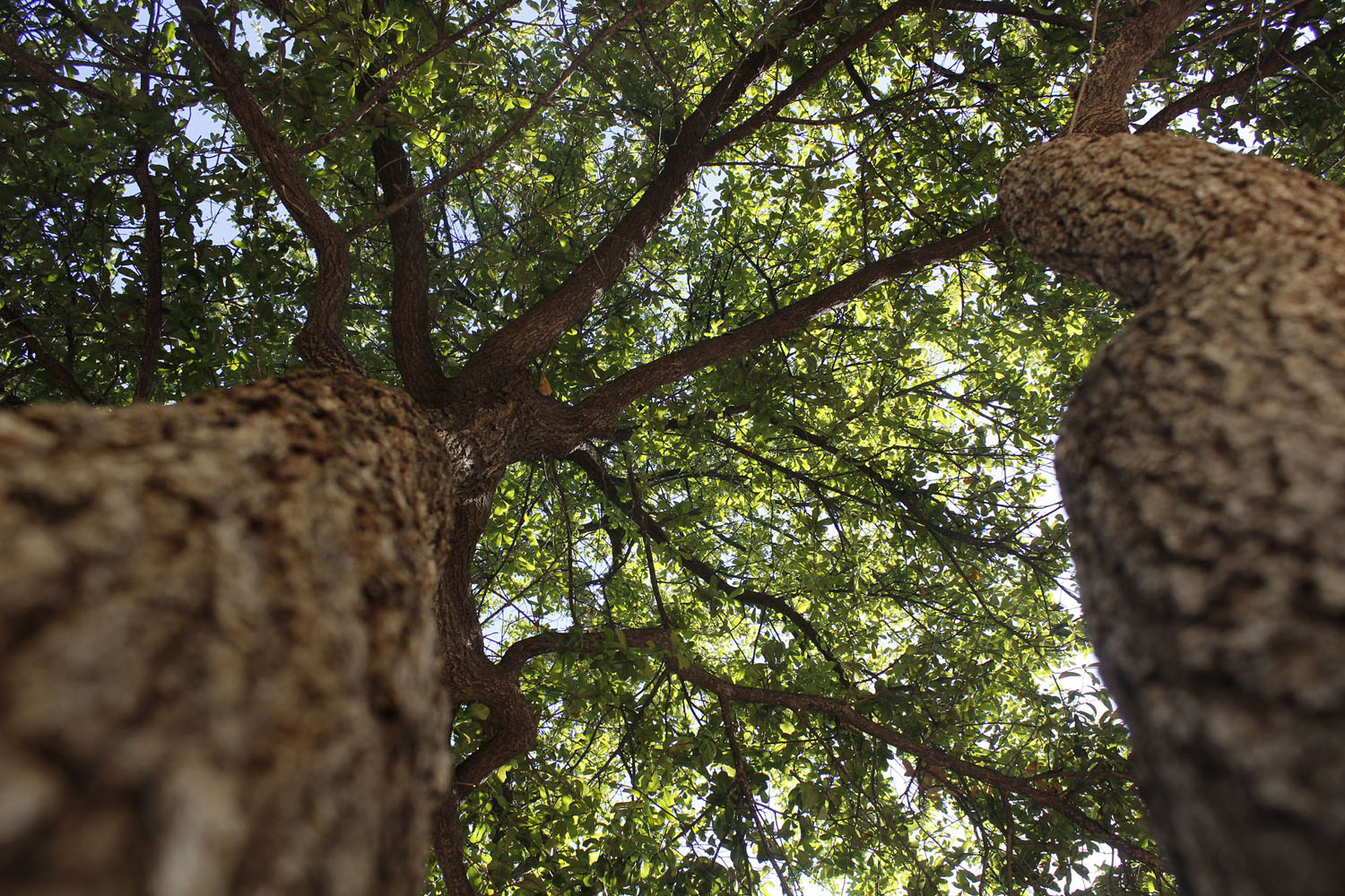 Tree Trunk looking straight up Tree Trunk looking straight up