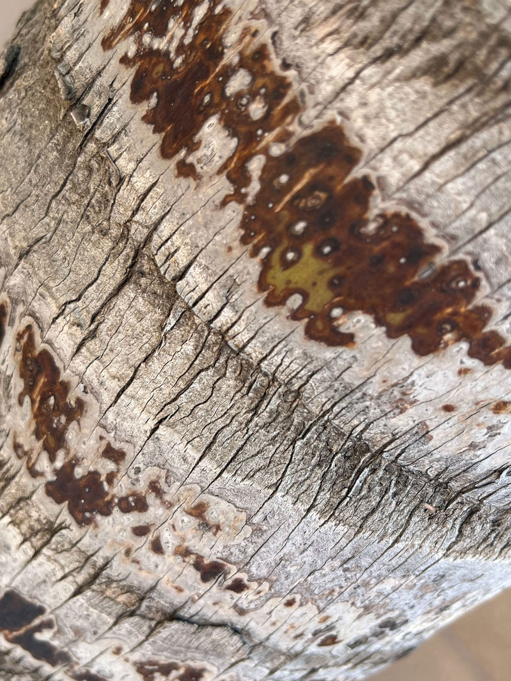 Tree Trunk Tree Trunk
