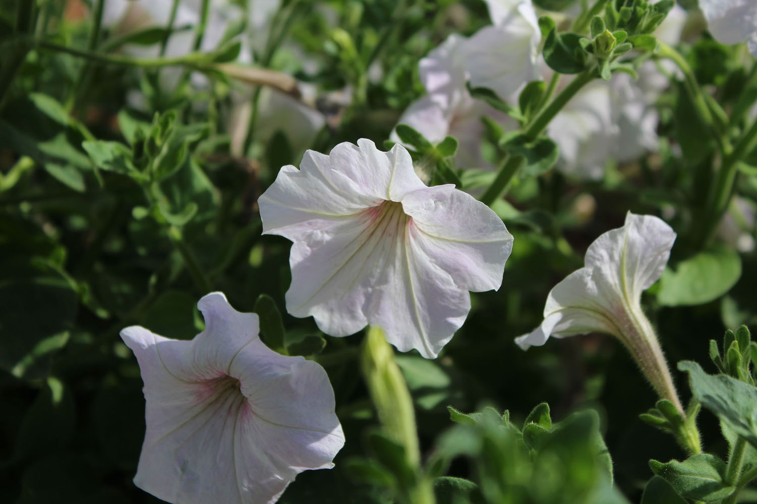 White Flowers White Flowers