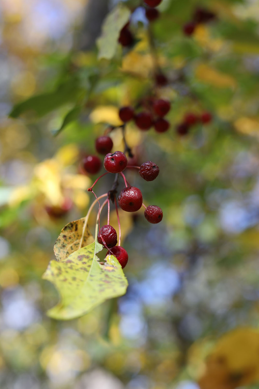 Berries Berries