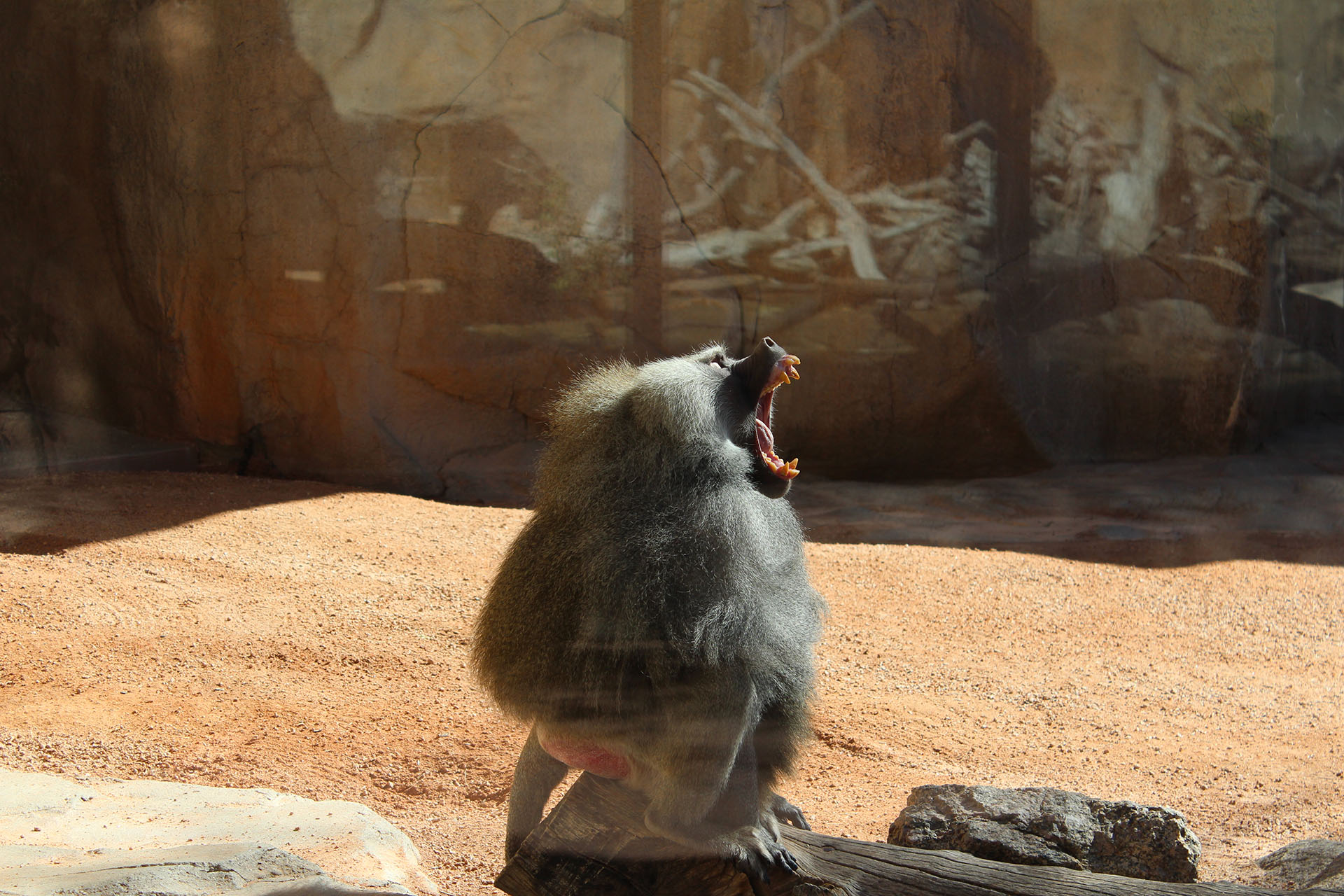 Yawning Baboon at the Phoenix Zoo Yawning Baboon at the Phoenix Zoo