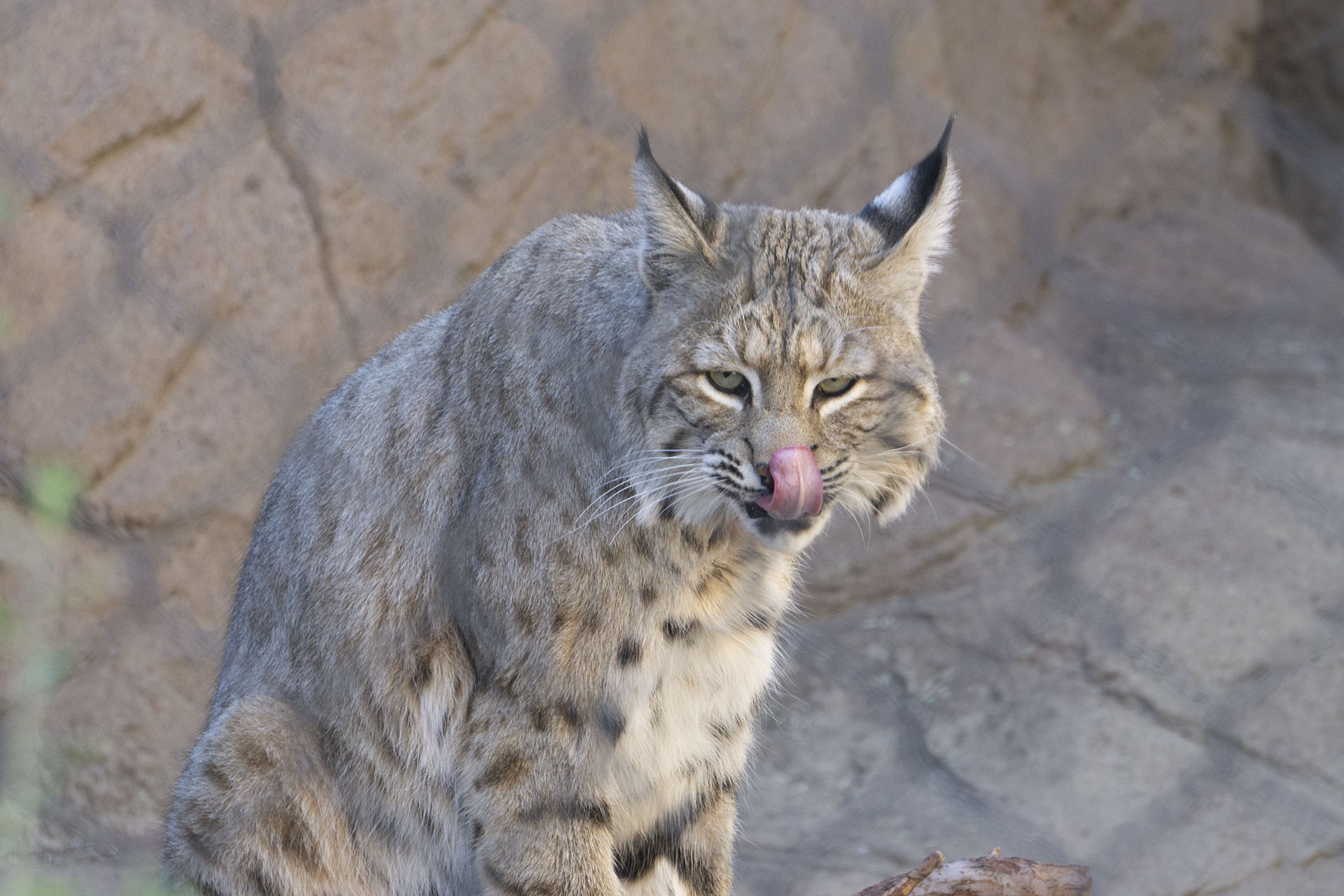 Bobcat at the zoo Bobcat at the zoo
