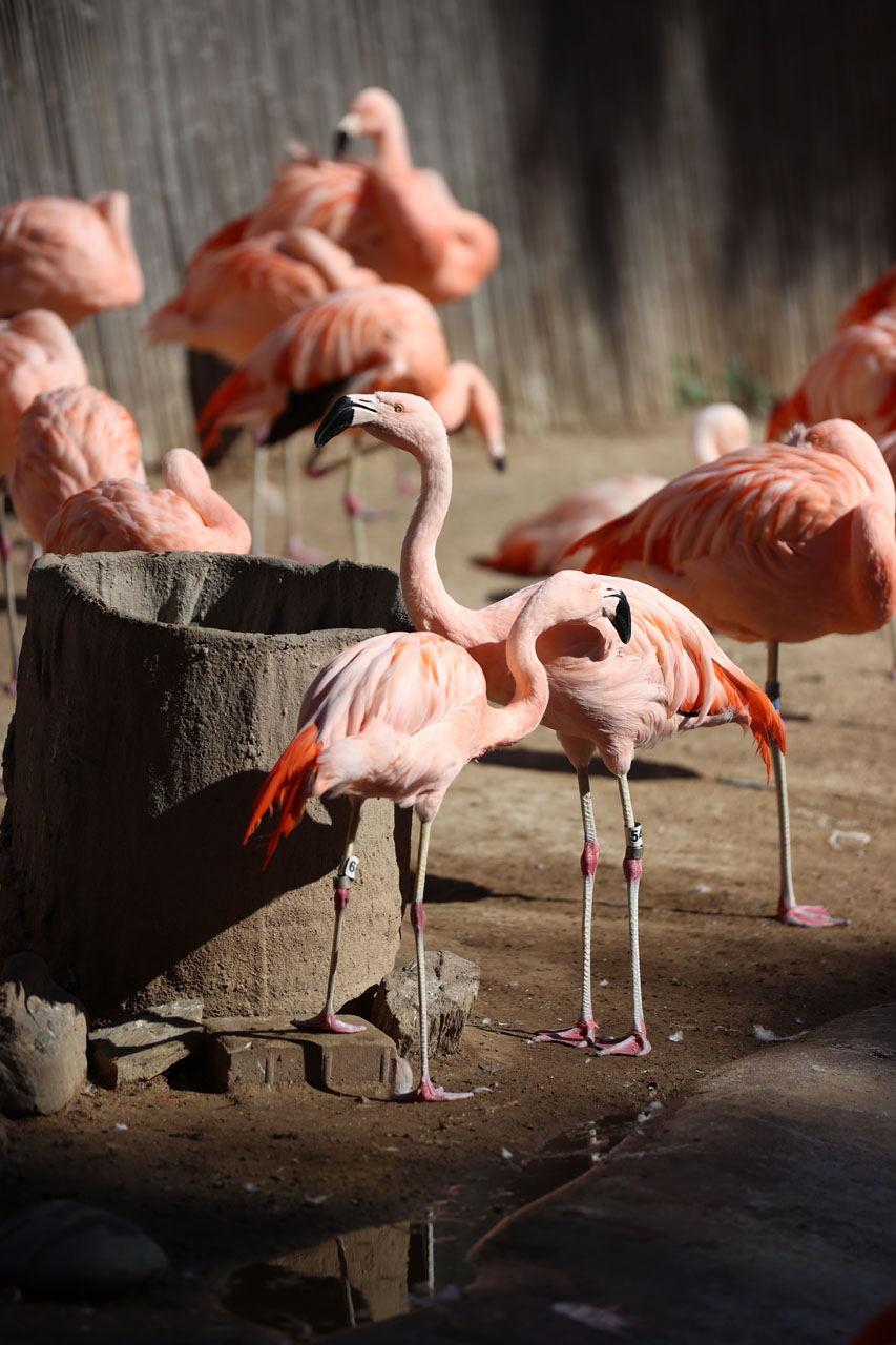 Flamingos at the Zoo eating breakfast Flamingos at the Zoo eating breakfast