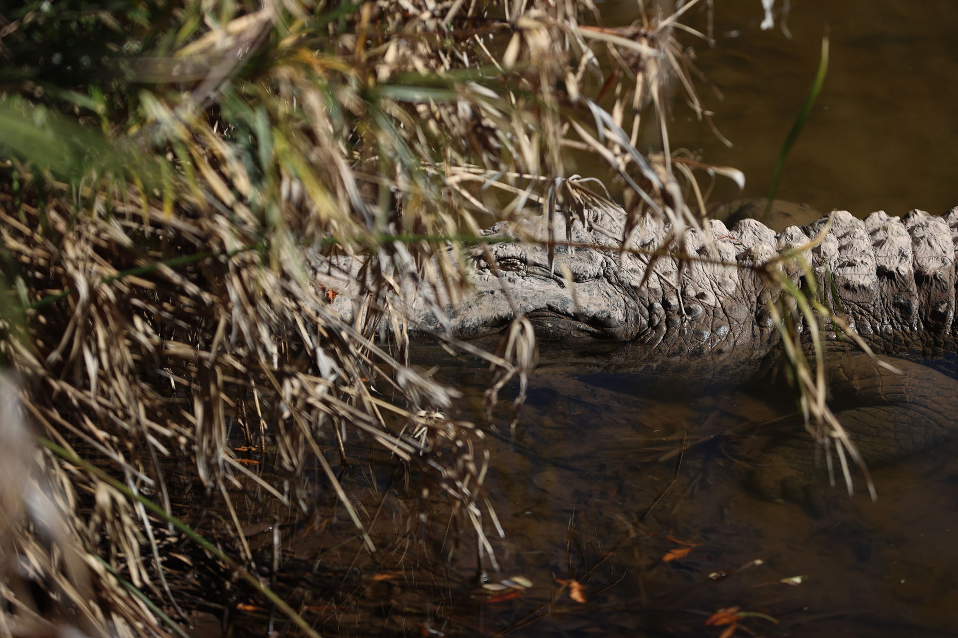 Gator hiding in the brush Gator hiding in the brush