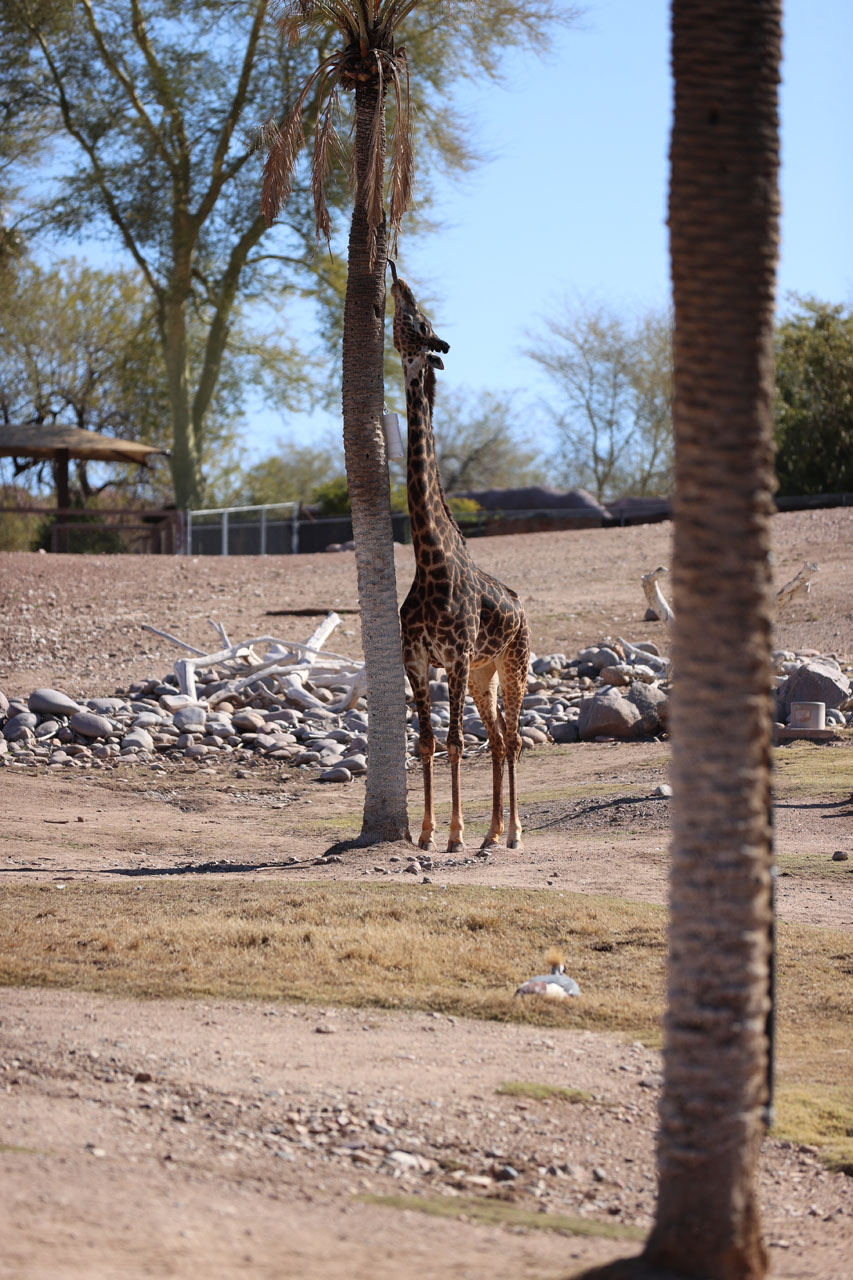 Giraffe with his tongue out Giraffe with his tongue out