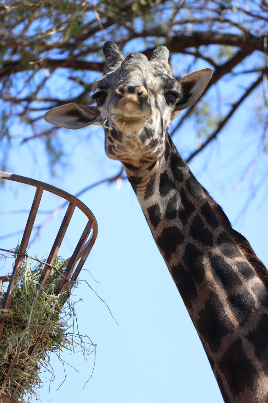 A giraffe posing for the camera at the Phoenix Zoo A giraffe posing for the camera at the Phoenix Zoo