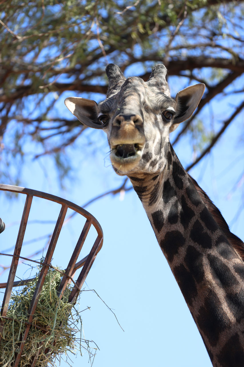 Giraffe eating at the Phoenix Zoo Giraffe eating at the Phoenix Zoo