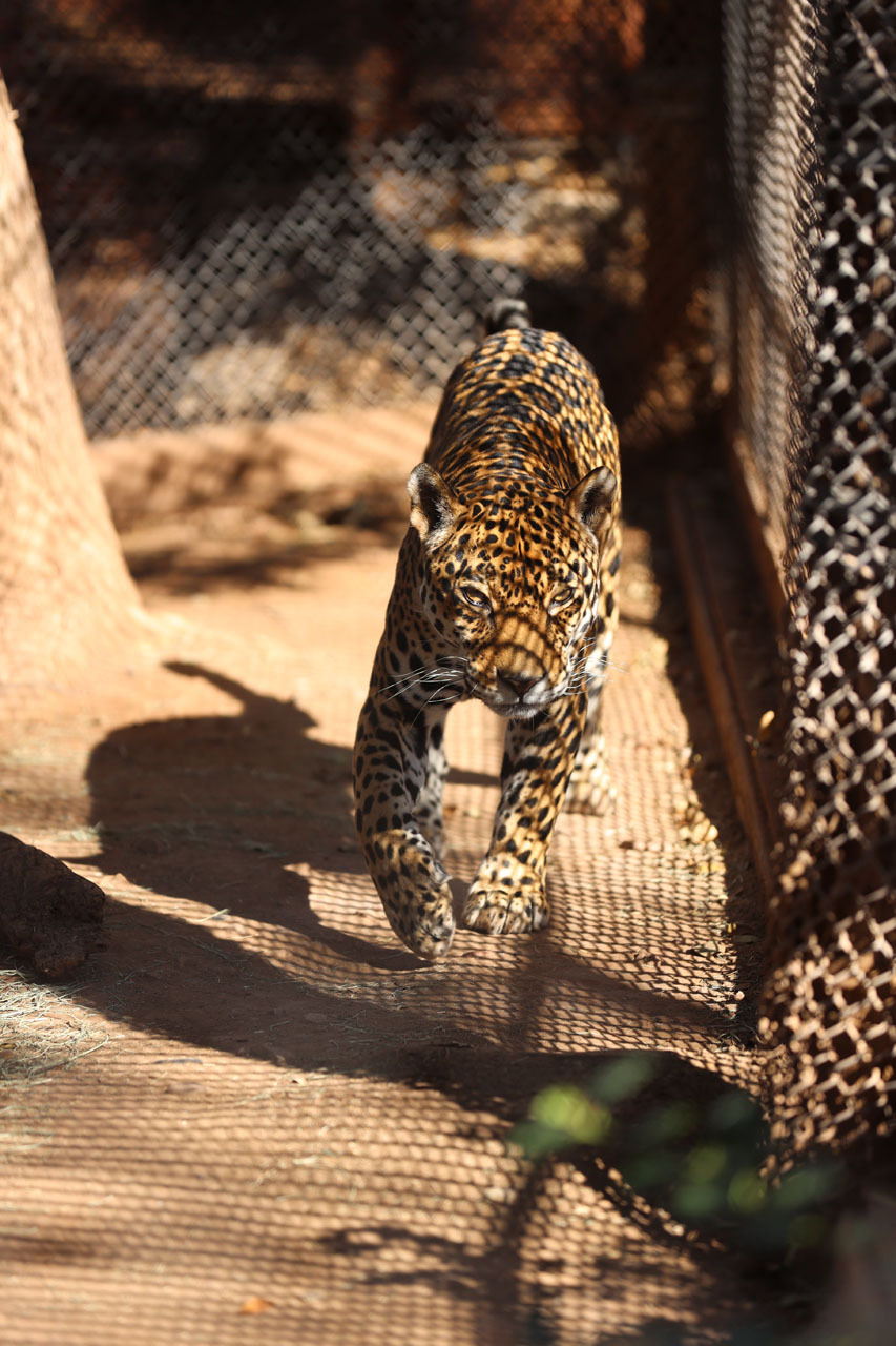 Jaguar in the sun Jaguar in the sun