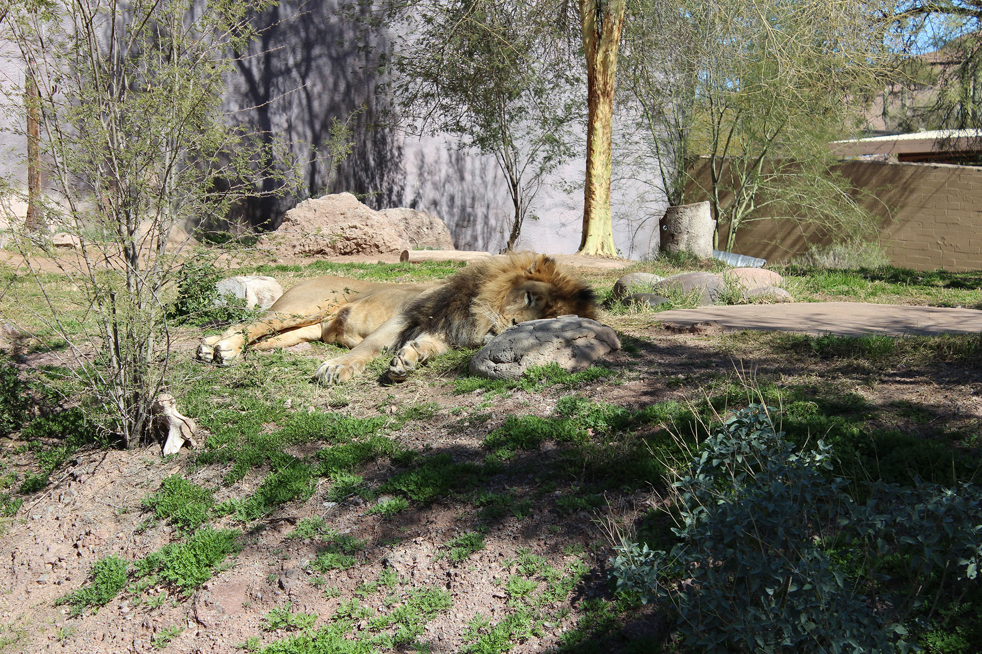 Lion sleeping at the Phoenix Zoo Lion sleeping at the Phoenix Zoo