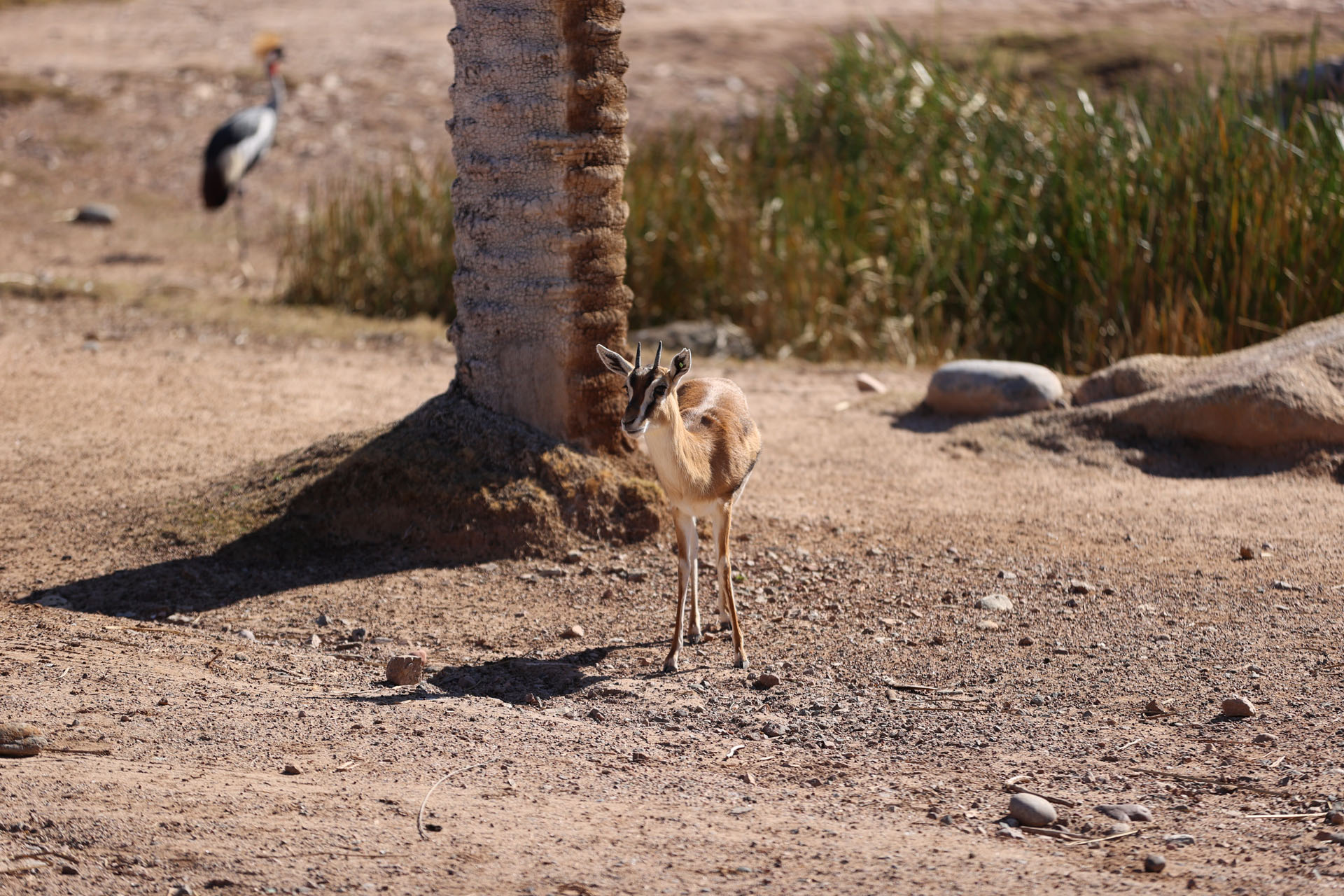 Small Deer at the Phoenix Zoo Small Deer at the Phoenix Zoo