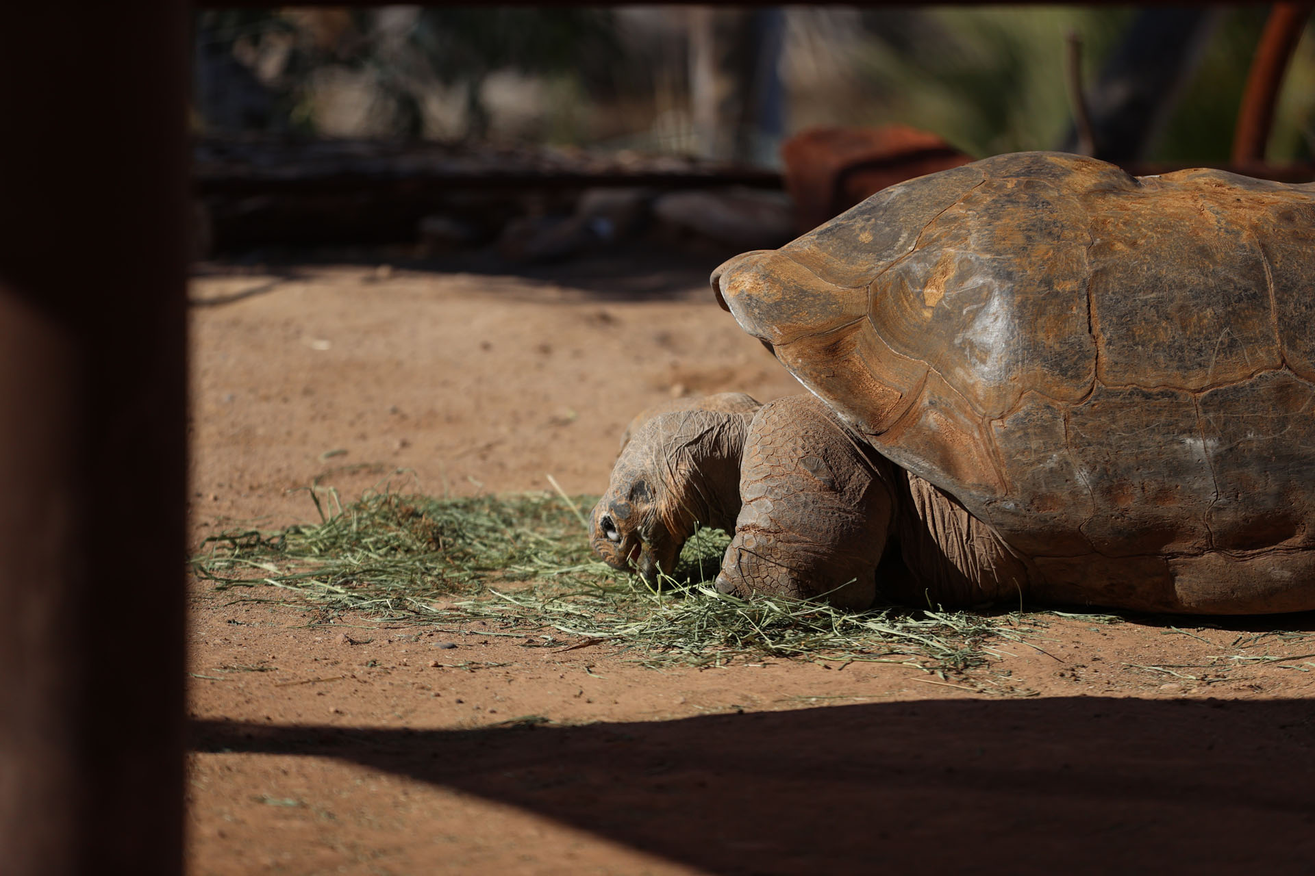 Tortoise eating some grass Tortoise eating some grass