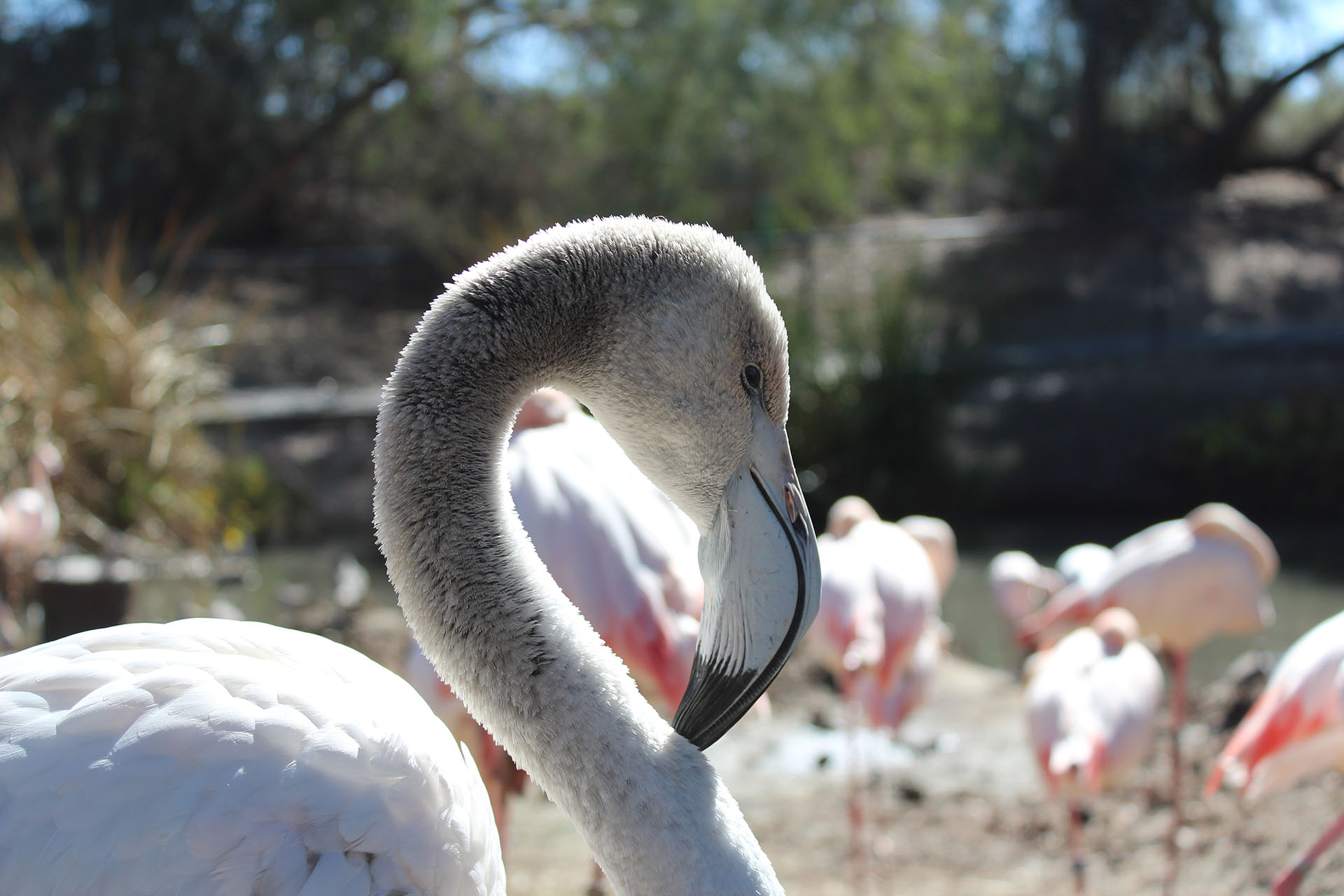 Flamingo in the sun Flamingo in the sun