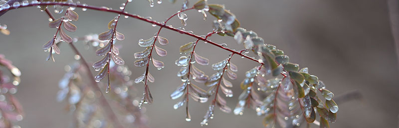 Dew on some leaves Dew on some leaves