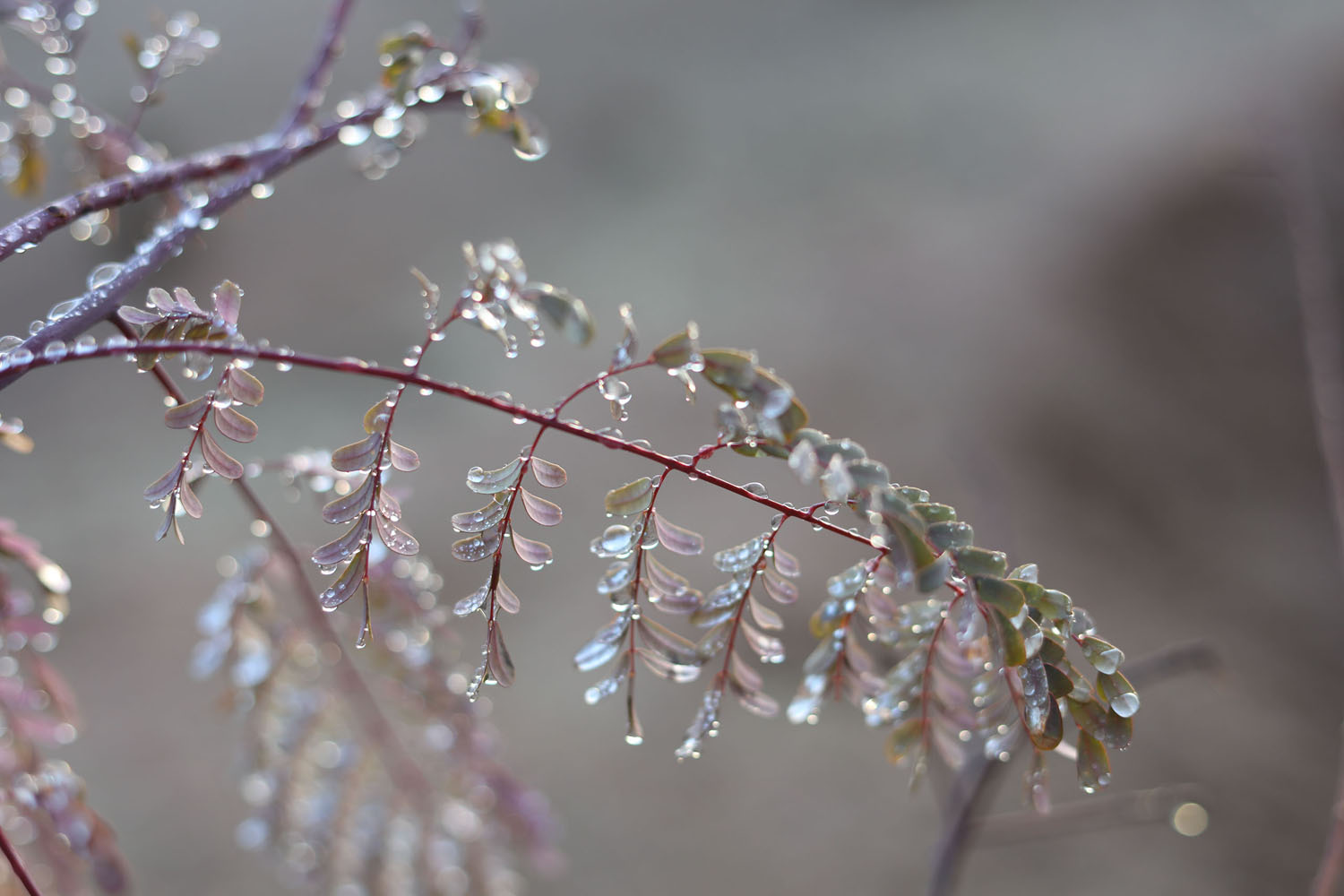 Dew on some leaves Dew on some leaves
