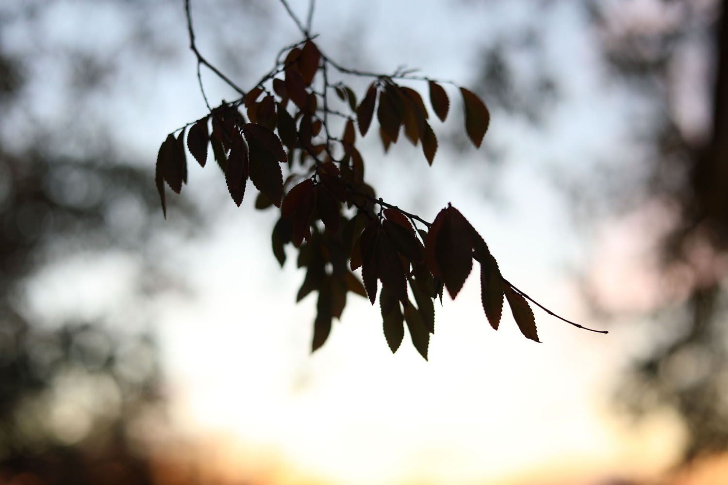 Tree branch at sunset Tree branch at sunset