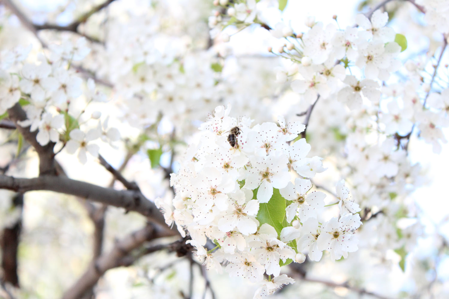 Bee on a white flower Bee on a white flower