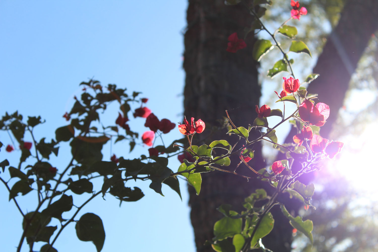 Flowers in sunlight Flowers in sunlight