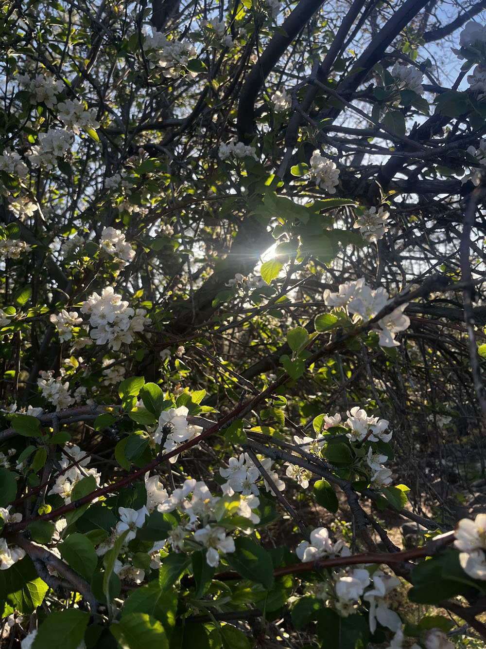 Sunlight through the flowers Sunlight through the flowers