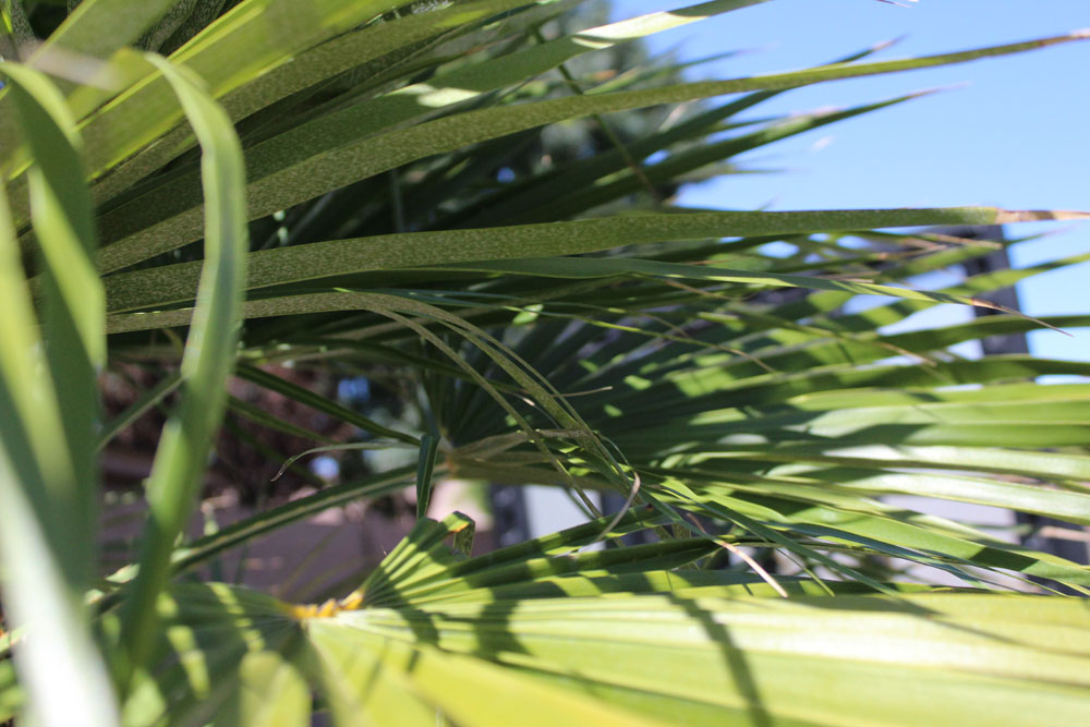 Palm Leaves Palm Leaves