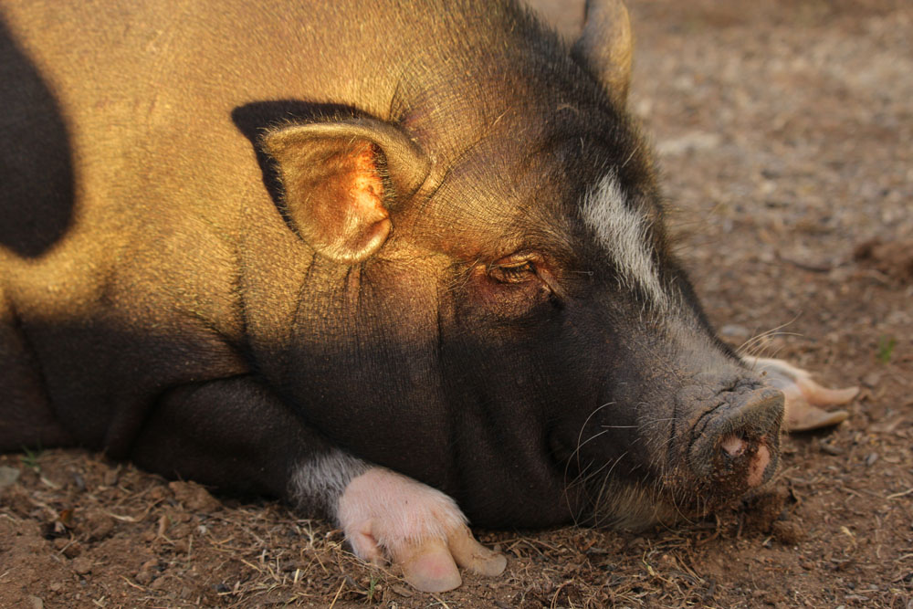 Pig Pig