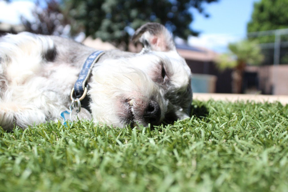 Sleepy Pu Sleepy Pup