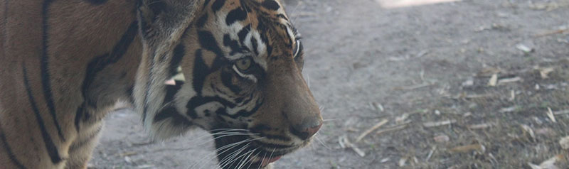 A tiger at the Phoenix Zoo