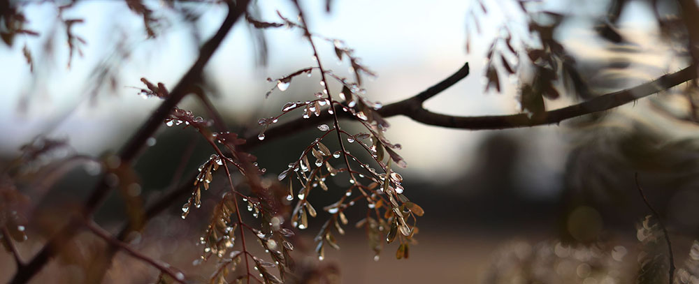 Dew on a plant