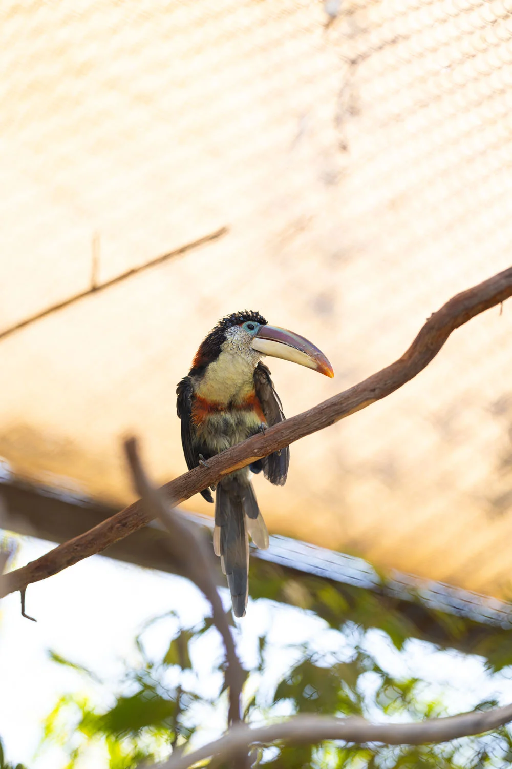 Bird with a long beak Bird with a long beak