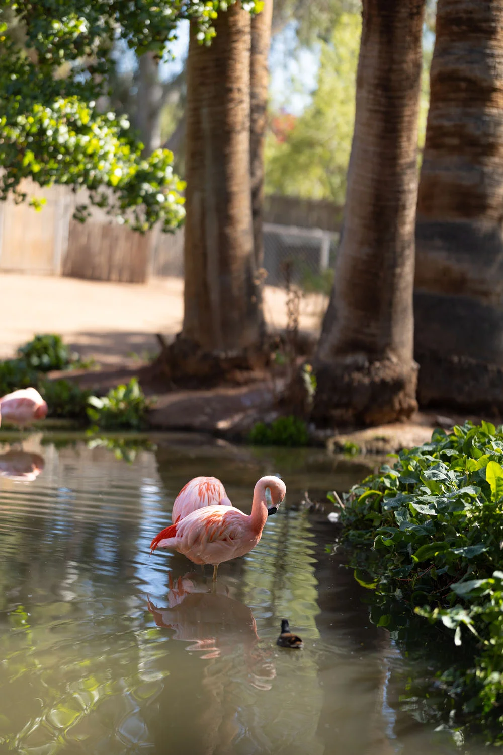 Pink Flamingos in the water Pink Flamingos in the water