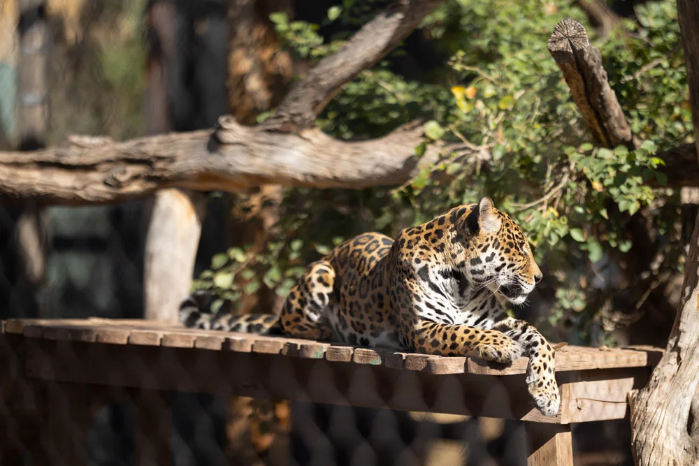 Relaxing jaguar Relaxing jaguar