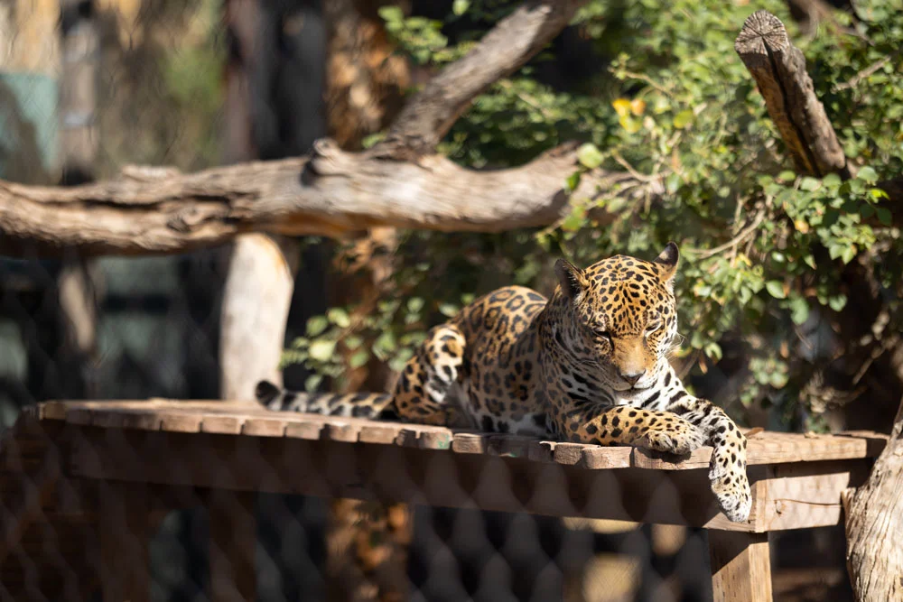 Jaguar relaxing Jaguar relaxing