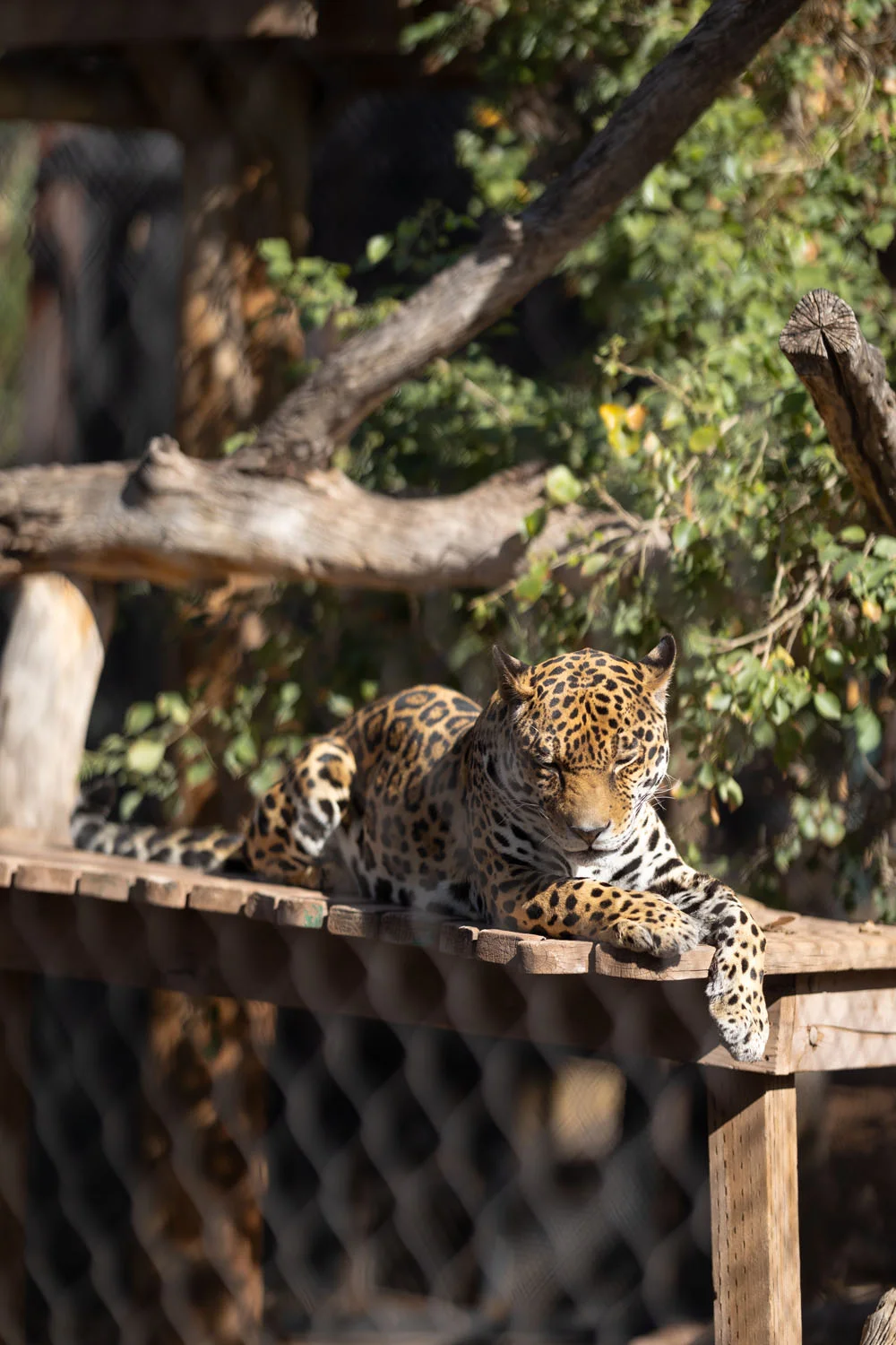 Jaguar Jaguar