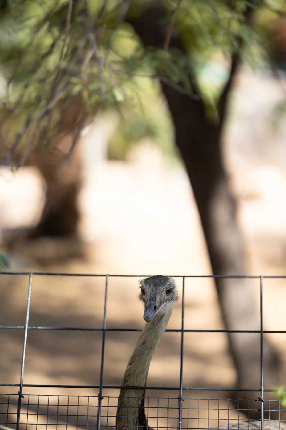 Large bird popping its head out from a fence Large bird popping its head out from a fence