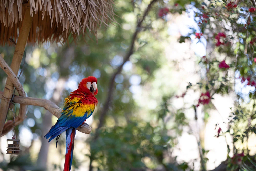 Parrot on a tree limb Parrot on a tree limb