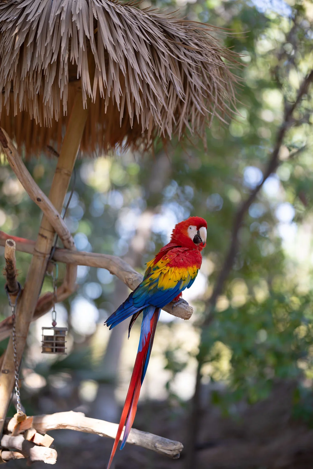 Parrot Parrot
