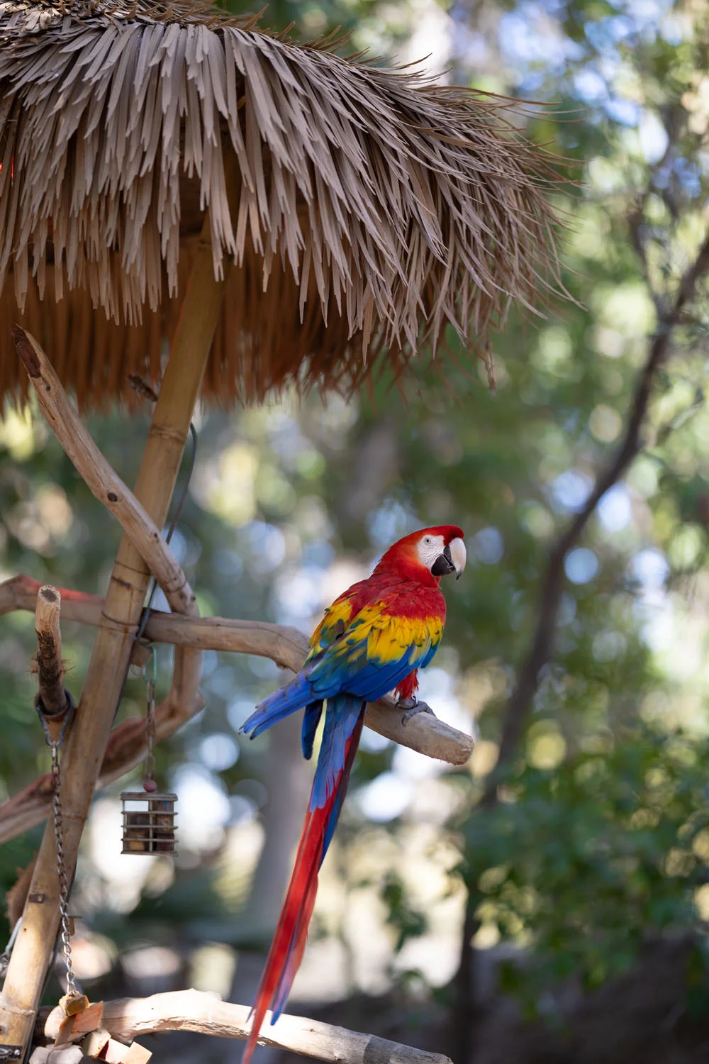 Parrot Parrot