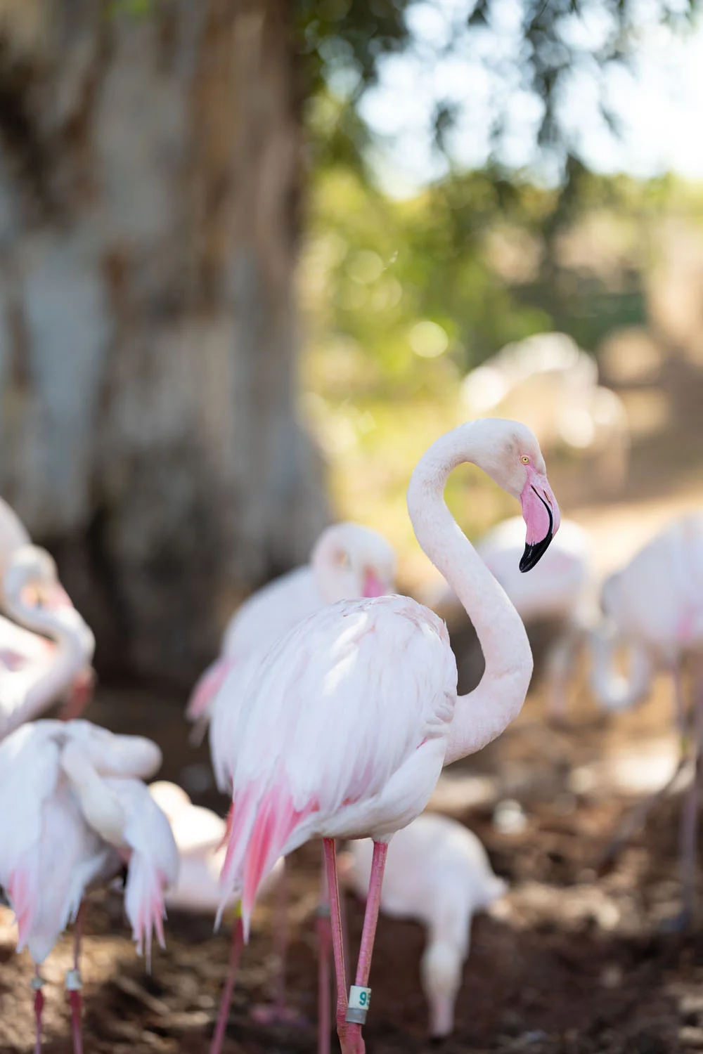 Pink Flamingo Pink Flamingo