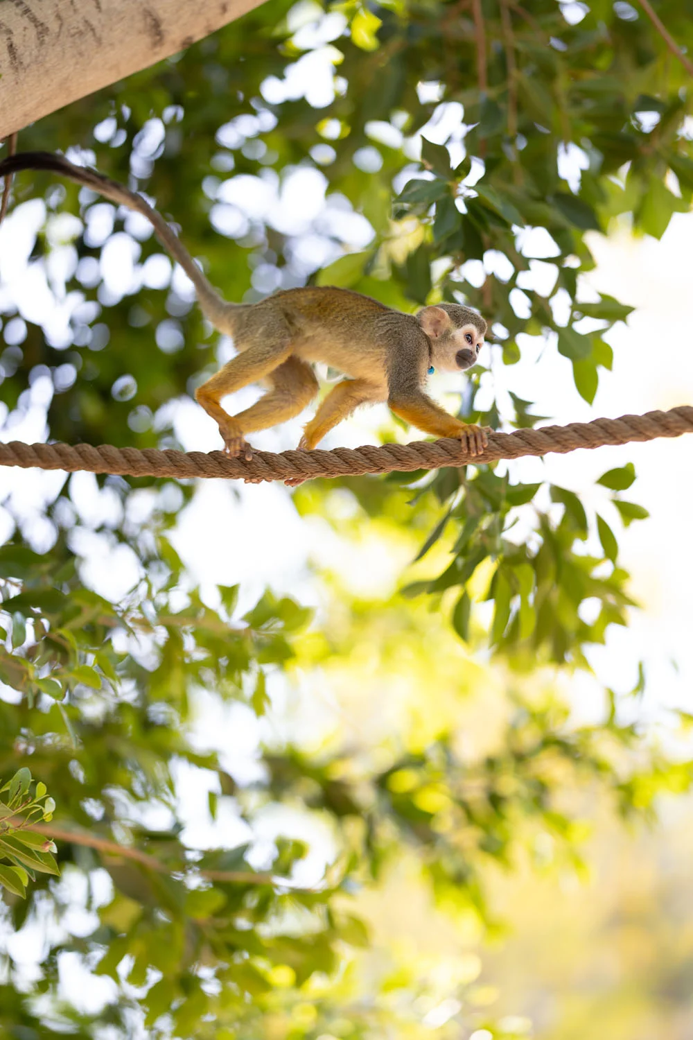 Small monkey climbing a rope Small monkey climbing a rope