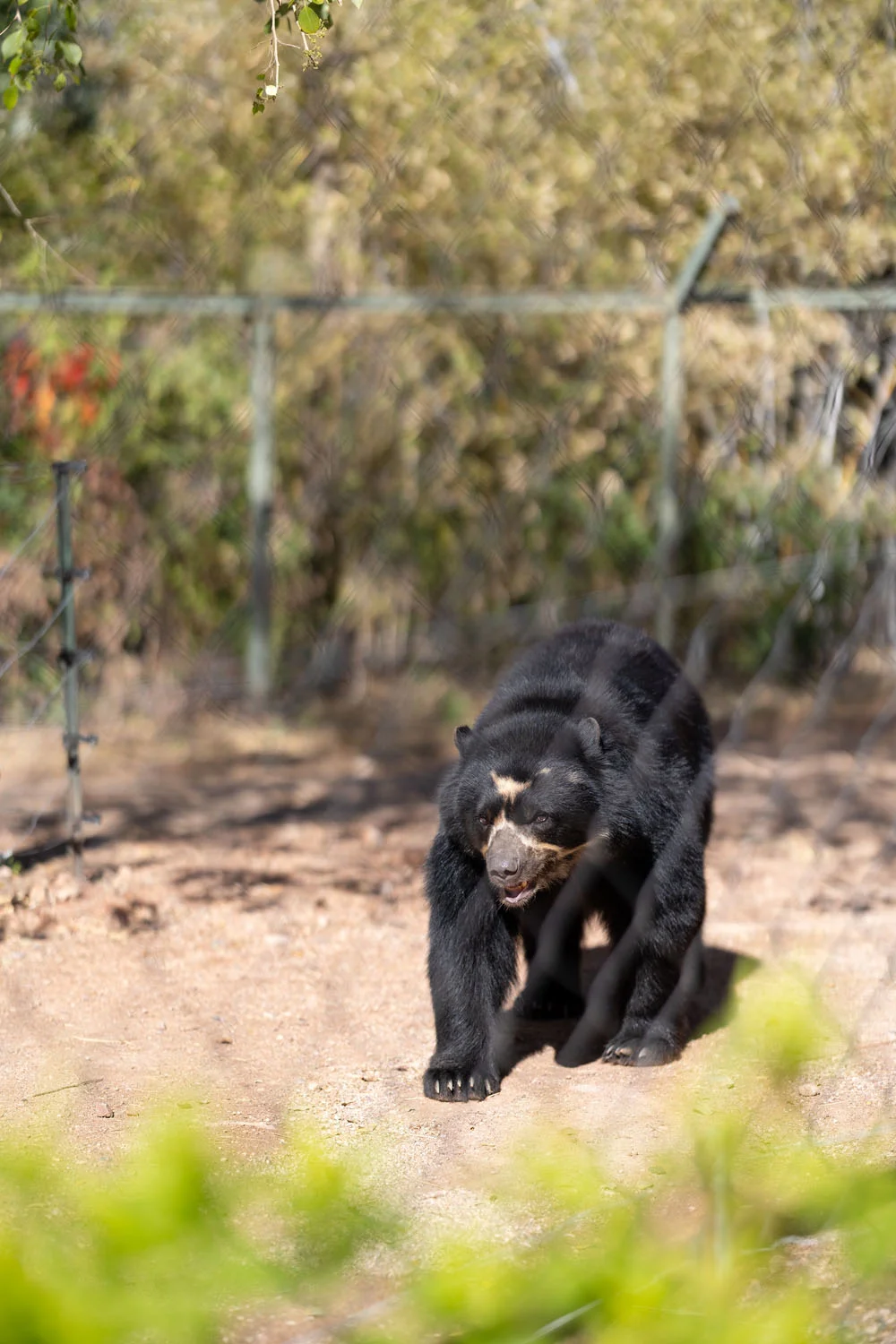 South American Bear South American Bear
