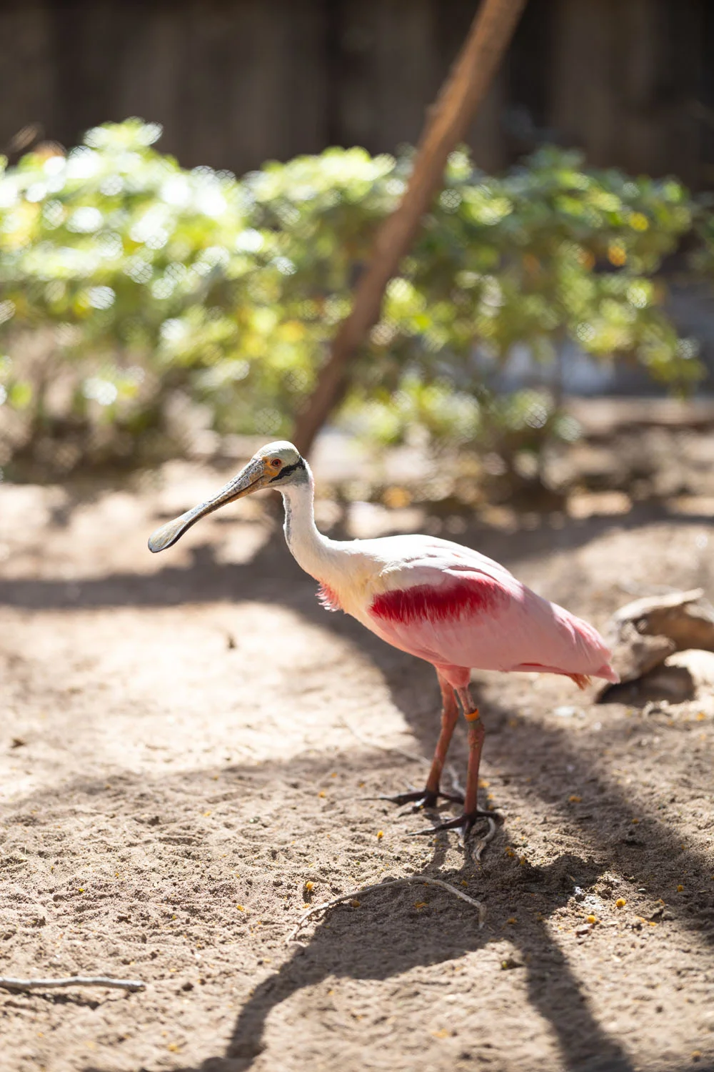 Tall long beak bird Tall long beak bird