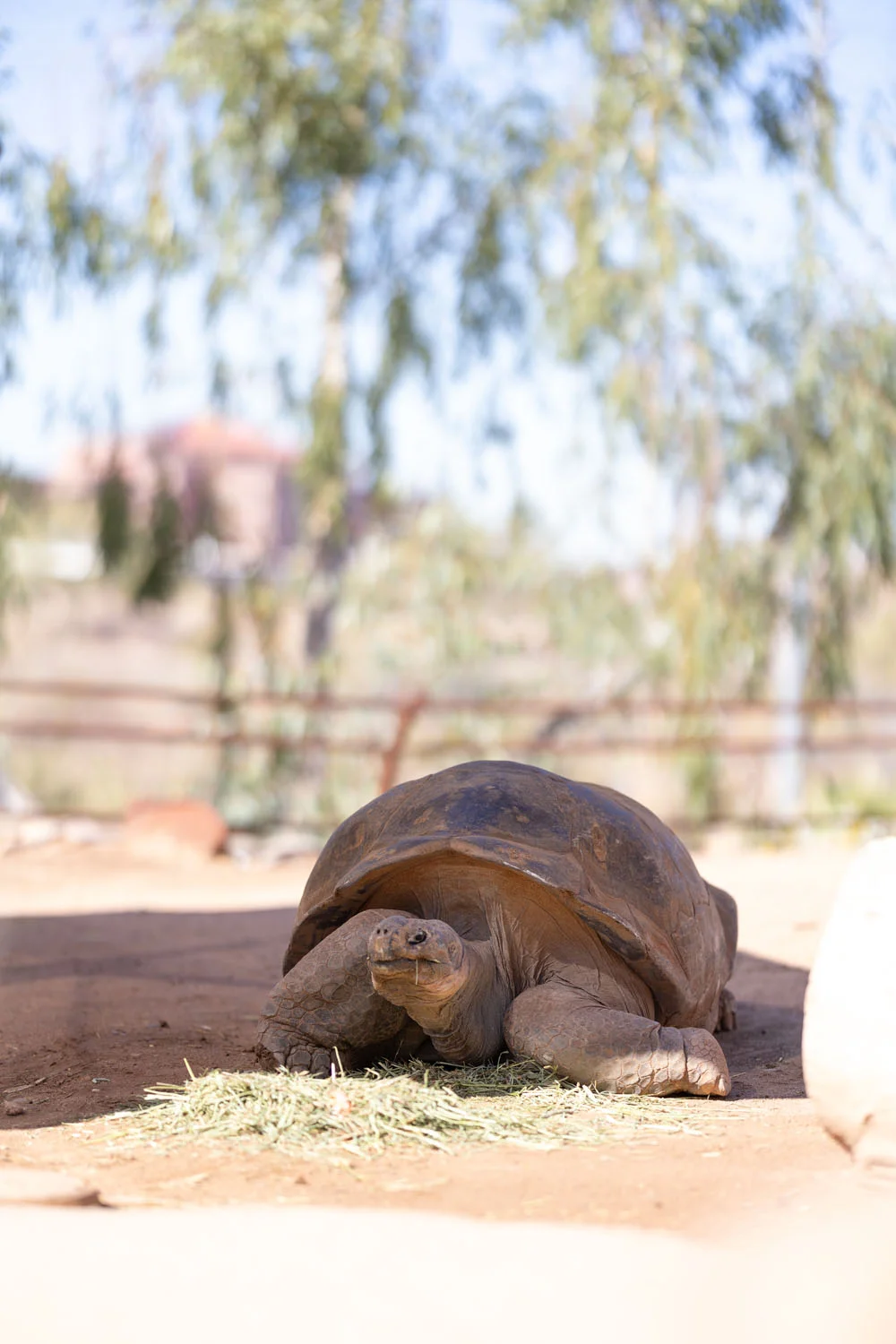 Tortoise eating food Tortoise eating food