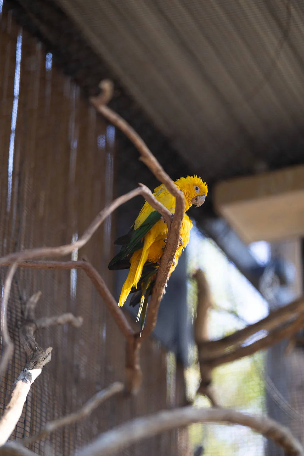 Yellow bird Yellow bird