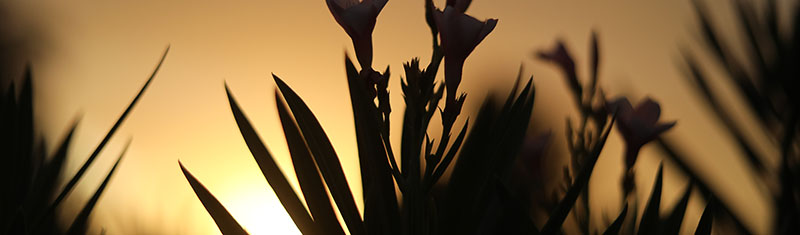 Flowers against a sunset sky