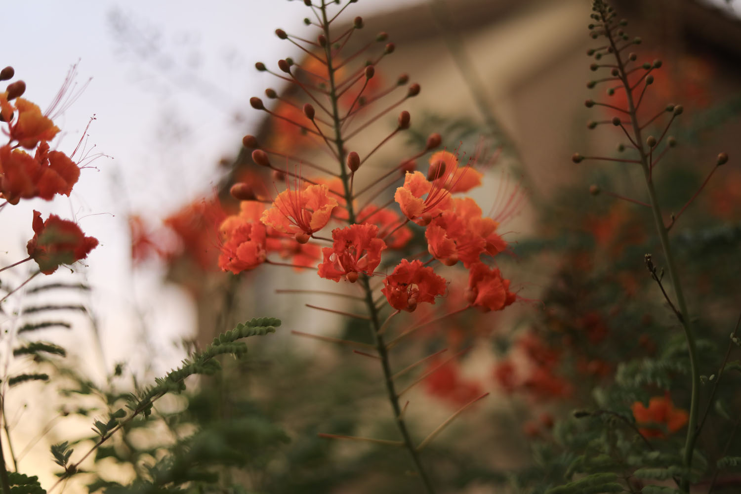 Orange flowers Orange flowers