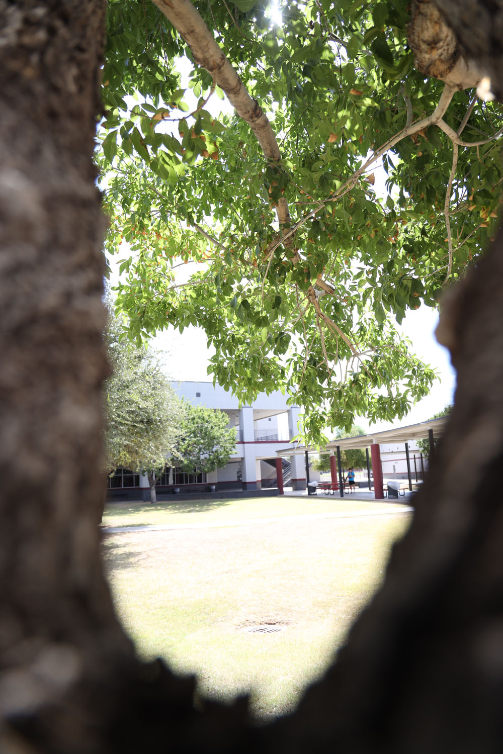 Looking between tree limbs in the courtyard Looking between tree limbs in the courtyard